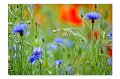 Blumenwiese M 03